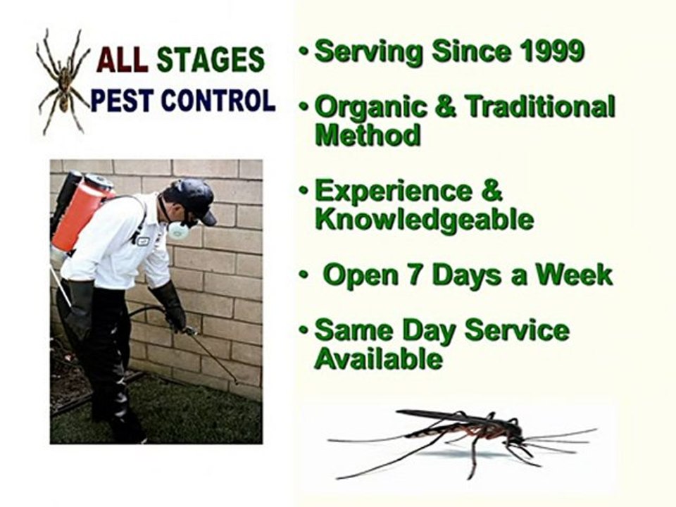 Exterminators Mouse Rat Control Mouse