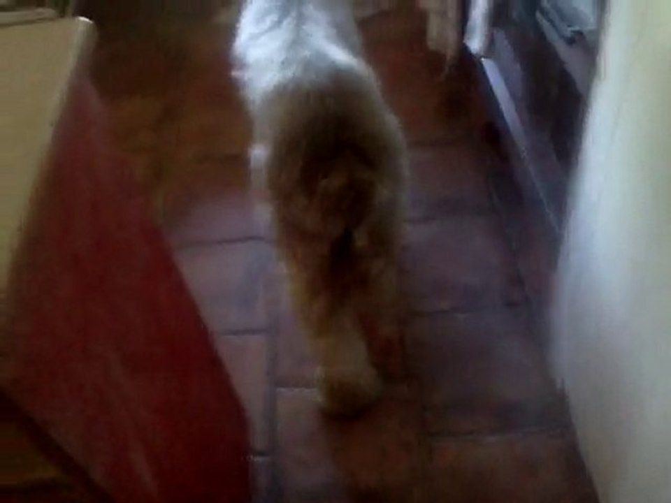 Chien moche