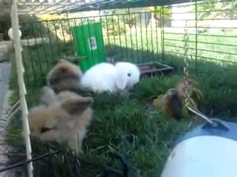 Les Bébés d'Eidy et Liu Xing à 1 mois !