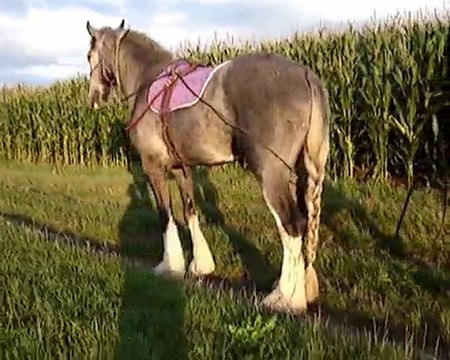 Theo aux longues rênes