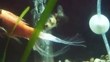 peces