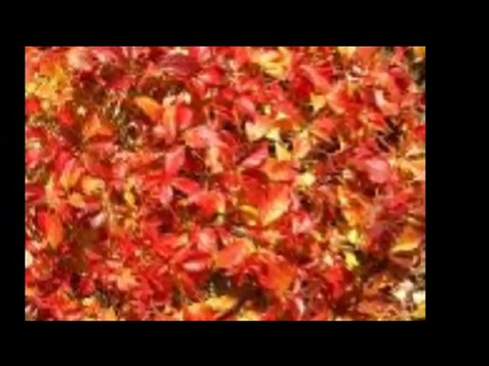 l'automne