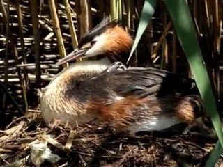 Grèbe huppée et ses bébés