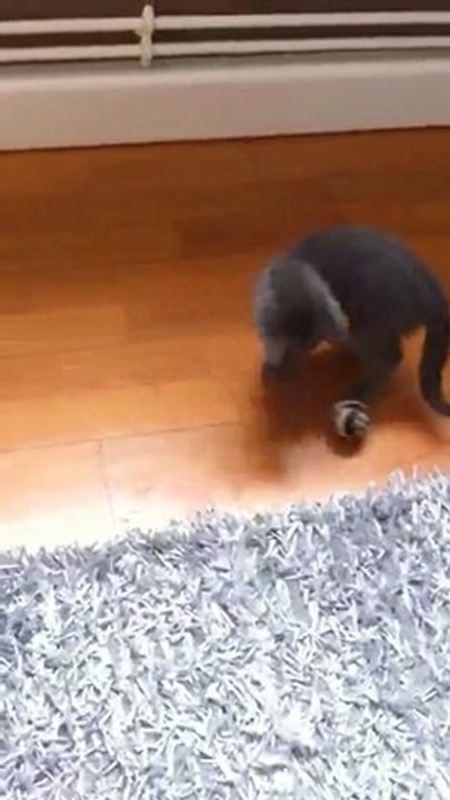 Tire Chatte