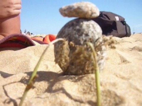 Avez-vous déjà vu ? Deux plantes qui essayent de pousser...