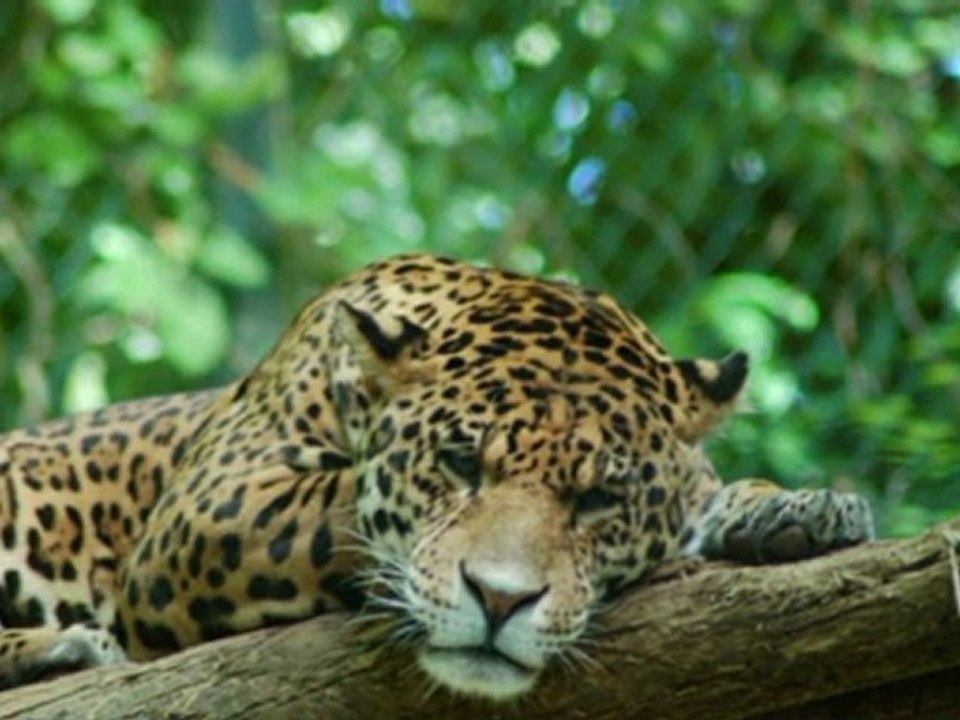 Beauval
