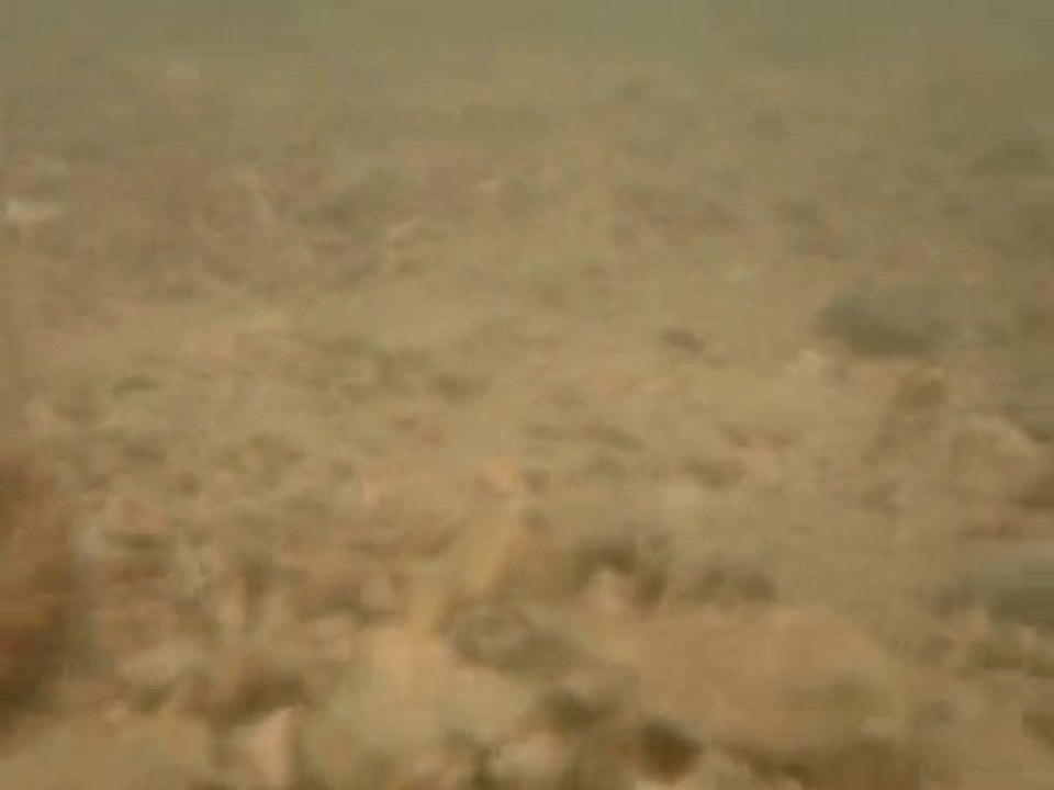 Trop gros ces poissons