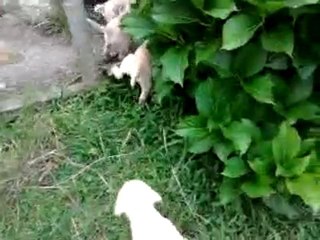 nos chiots sable à un moi et demi