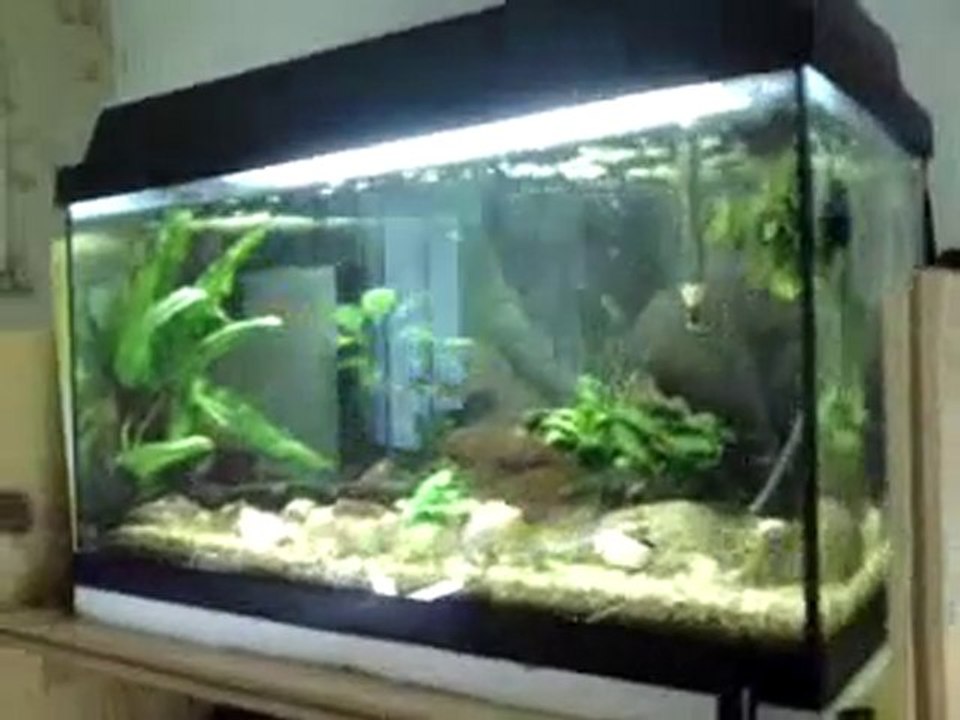 ma fishroom