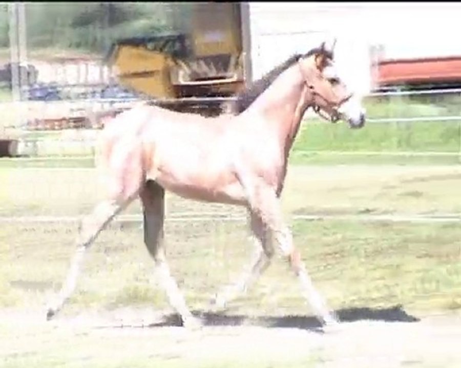 Alterego des Trillers PRE x Oldenbourg 2010