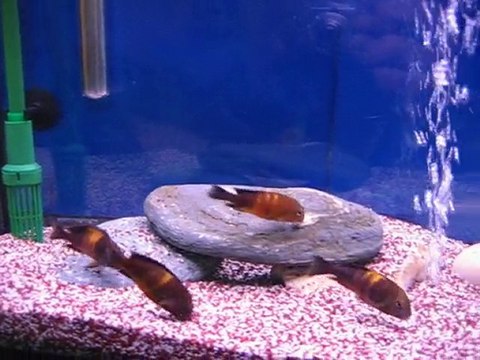 Tropheus sp. Black Bemba