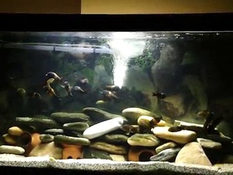 Tropheus sp. Black Bemba