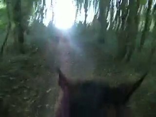 galop dans la foret d'Azelot