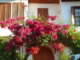 Oya Çiçeği & Akyaka