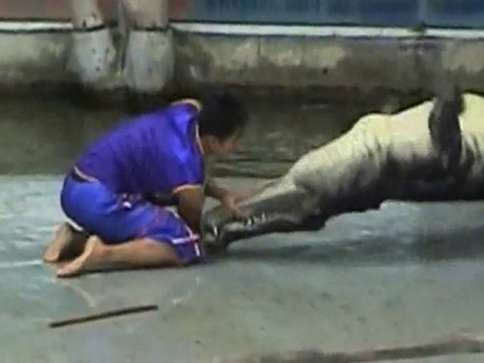 Animals on the Attack