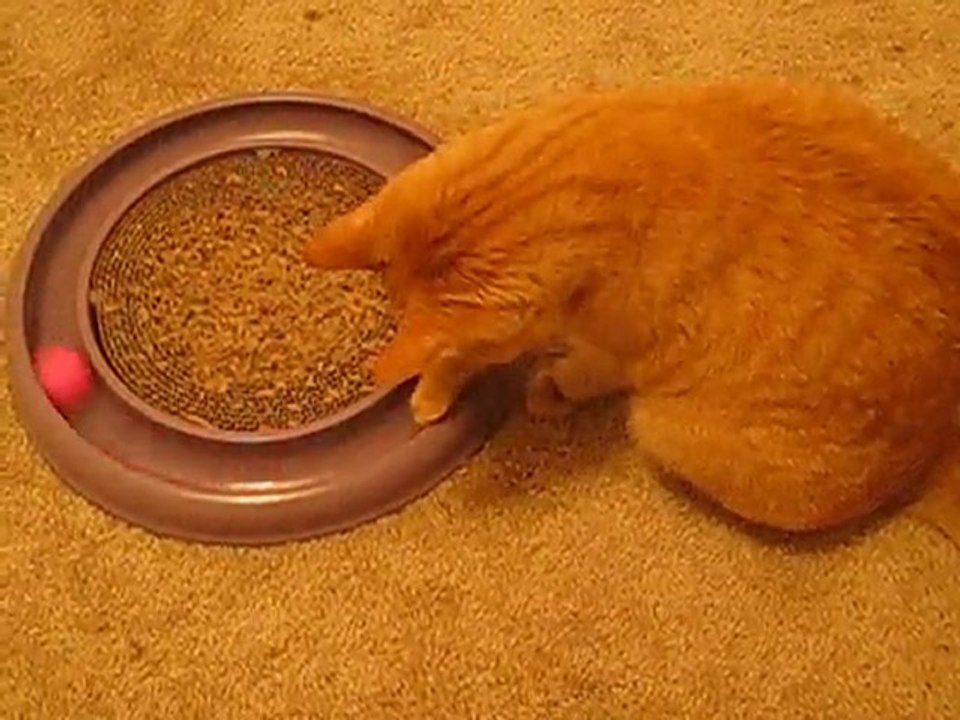 Scoot playing