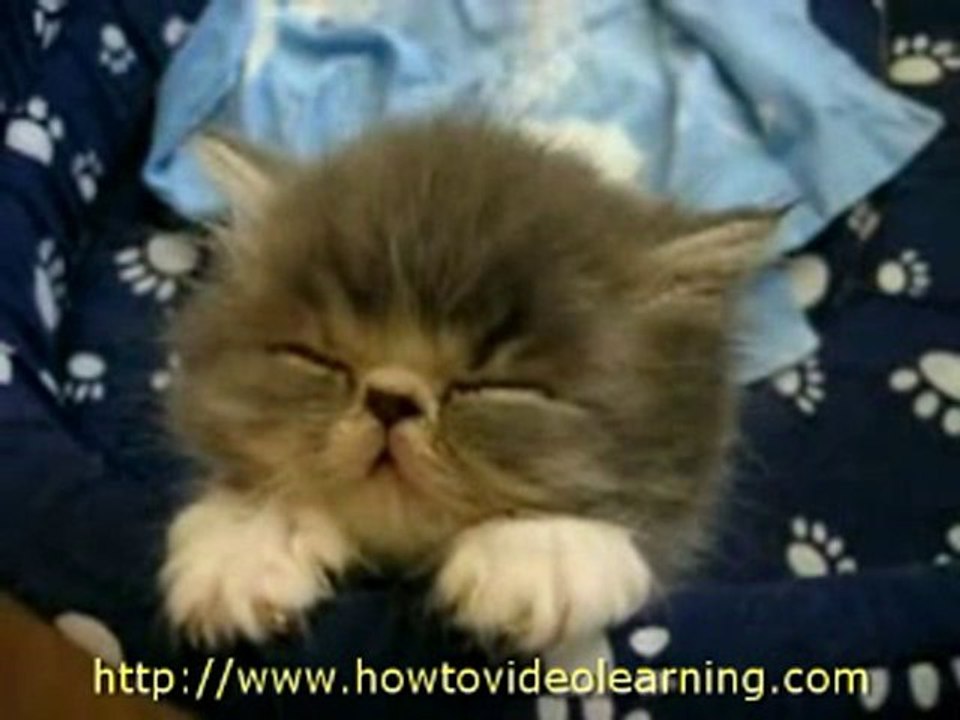 funny cat falling asleep uncomfortable