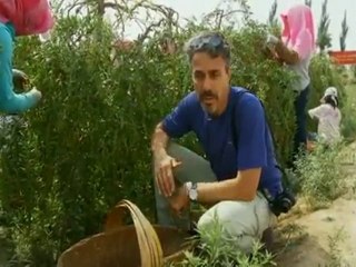 Himalayan Goji Bery the health treasure.mp4