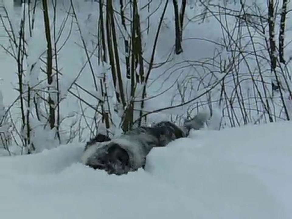 Eclair dans la neige