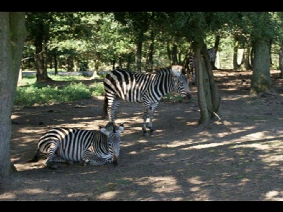 Safari peaugres (circuit voiture)