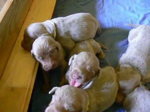 LES TITIS chiots Braque de Weimar Poil Long 2éme SEMAINE