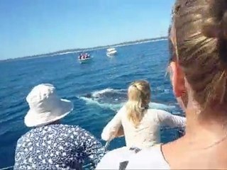Whale Watching on Shayla - Hervey Bay (Australia)