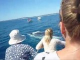 Whale Watching on Shayla - Hervey Bay (Australia)