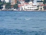 Dolphins in the Bosphorus, Istanbul Turkey