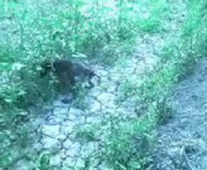 Köpeğim Aros Ve Muhteşem Ferması ..