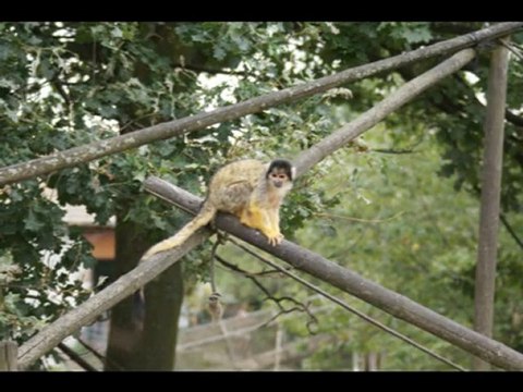 Safari peaugres (circuit pedestre)