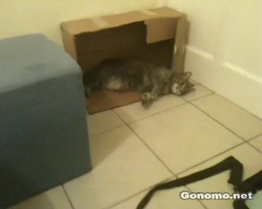 Cat fight fail : un chaton hyperactif rend fou un gros chat