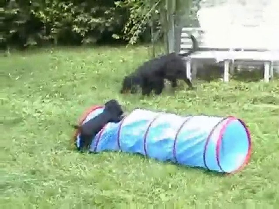 Chiots 2ème partie