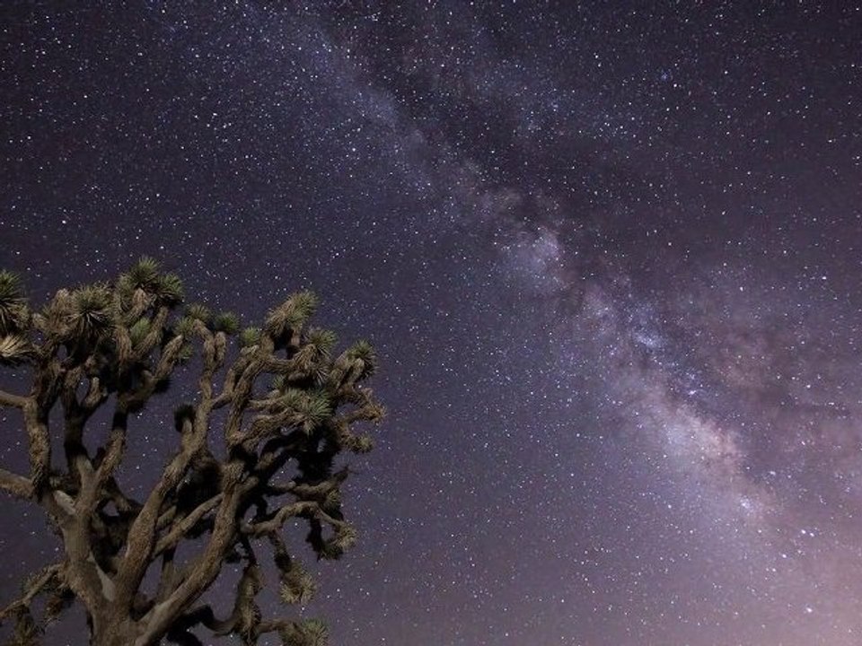 Joshua Tree Under the Milky Way