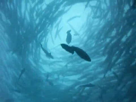 Petit banc de barracudas à Sipadan !!!