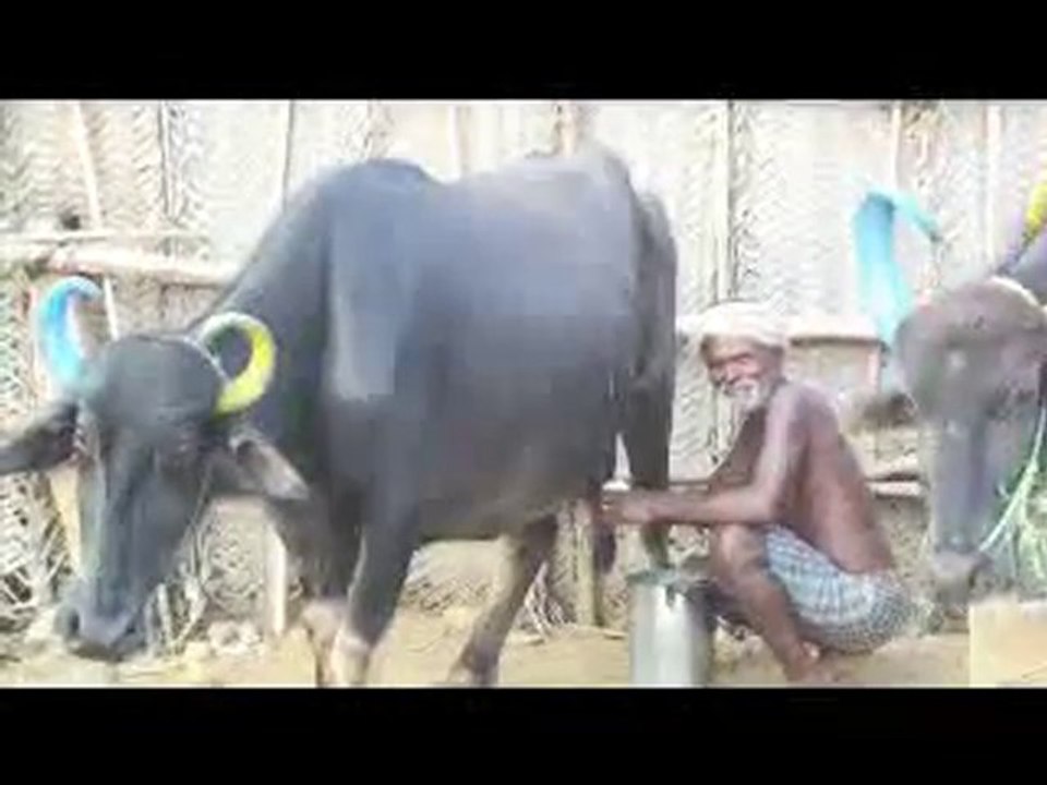 Sithalagundi web