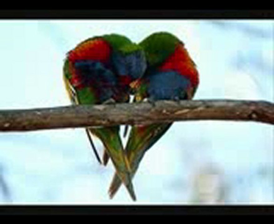 Ercan Demirel - Ben dün gece rüyamda