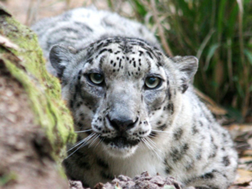 SNOW LEOPARD stalking and attacks!