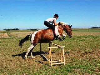 Hirondelle & Népal Aout 2010