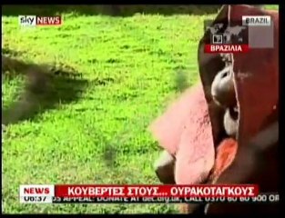 pagritianews.gr- Κουβέρτες σε ουρακοτάγκους