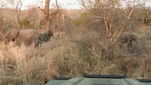safari.tv diary - 22 August 2010