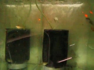 Medusa Guppy 1 Male, 3 Femal (Murat Urkmez)