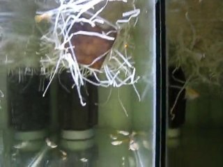 Pingu Guppy Tank (Murat Urkmez)