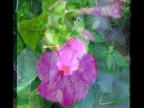 Melihat Gülses-Erguvan Zamanı