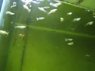 Metal king yellow Lace and Red Guppy Tank 1 (Murat Urkmez)