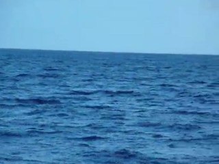 Pêche au thon aux Baléares - Prise