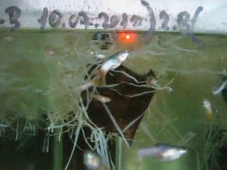 Pingu Guppy Tank  2 (Murat Urmez)