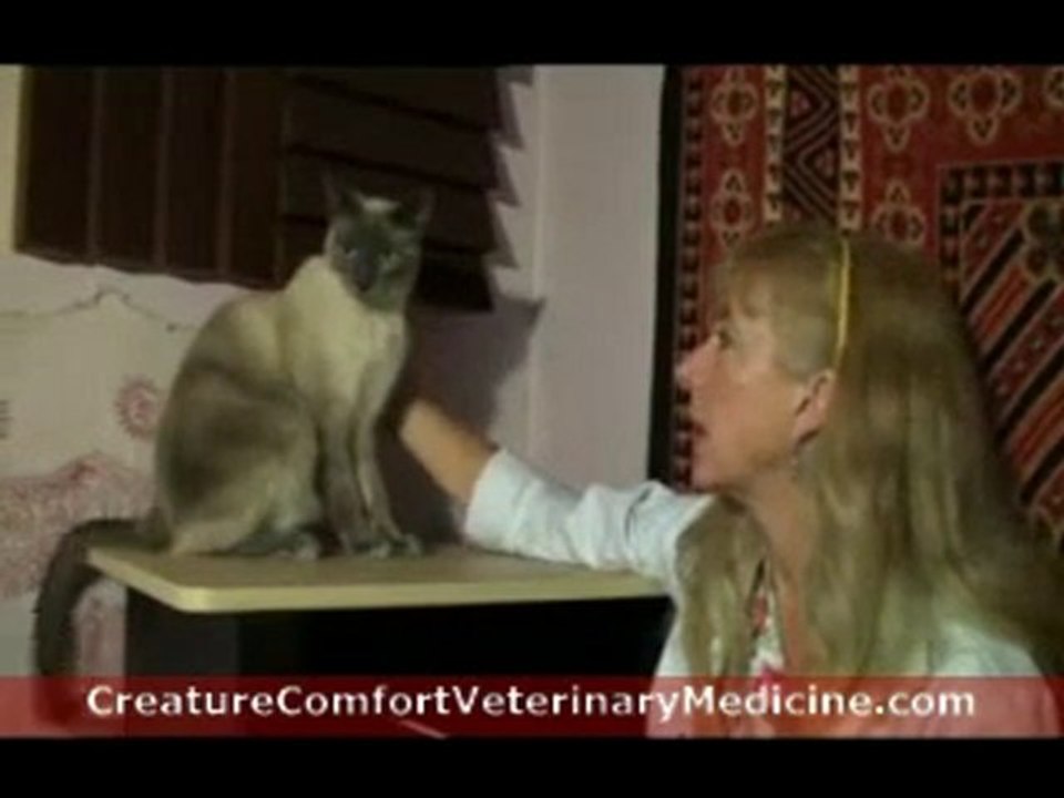 Get Rid Of Cat Fleas