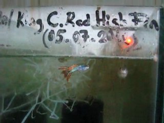 Metal king cobra red high dorsal fin Tank 1 (Murat Urkmez)