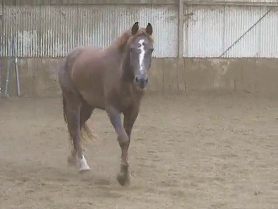 Harry dans le manège