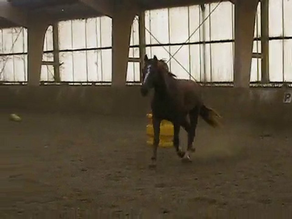Harry dans le manège